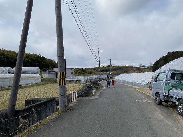 【いちご狩り】あすかルビーが食べ放題の奈良県あすか村