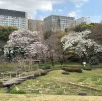 imperial palace garden - free sakura views 