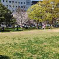 【大阪】大阪城西の丸庭園の桜🌸