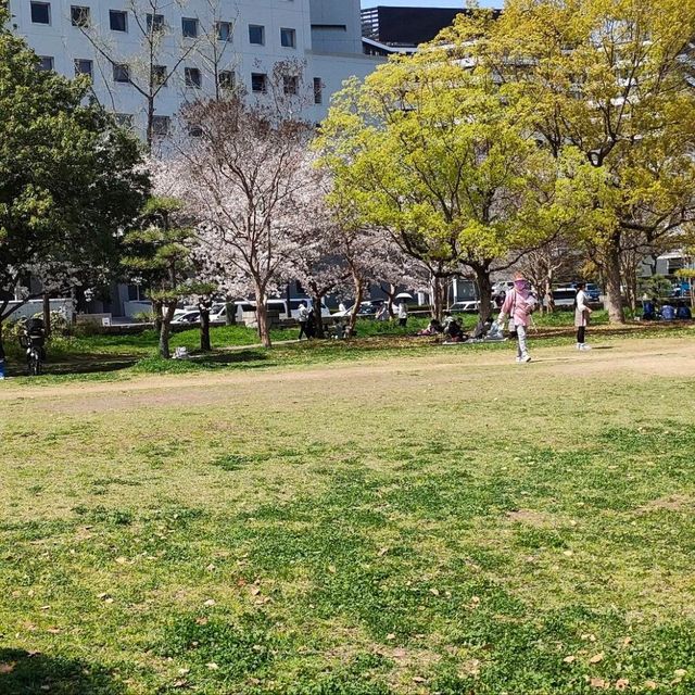 【大阪】大阪城西の丸庭園の桜🌸