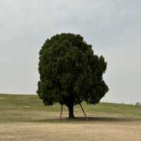 멋진 사진을 위한 서울 관광지 🌳 올림픽공원
