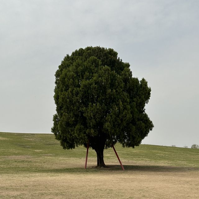 멋진 사진을 위한 서울 관광지 🌳 올림픽공원