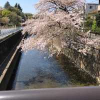 櫻花🌸大爆發👍🏻東京近郊宿河原站