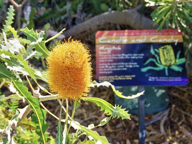 【オーストラリア・パース】キングスパーク 動植物編🪷