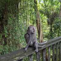 Sacred Monkey Forest Sanctuary 🐒