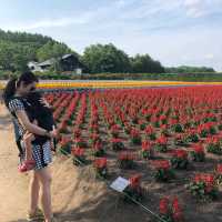Beutiful Flowers & More At Farm Tomita 