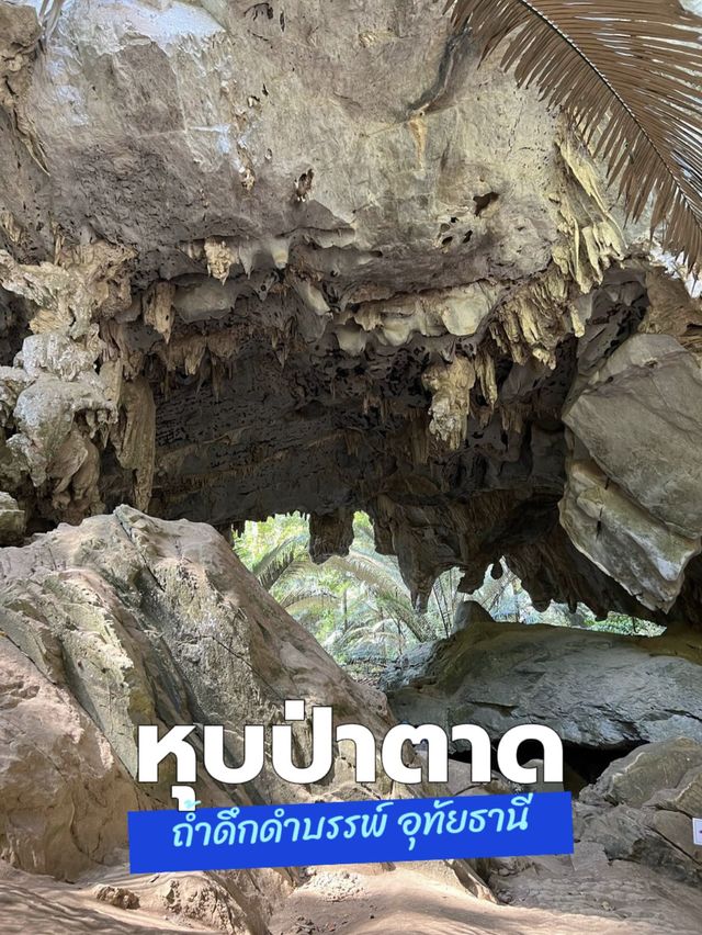สถานที่ท่องเที่ยวแห่งใหม่ ป่าดึกดำบรรพ์