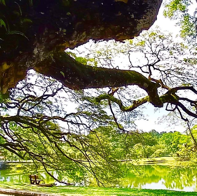 Taiping Lake Gardens