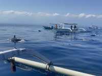 Snorkeling and swimming with dolphins 