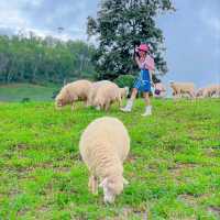 แลนด์มาร์คแห่งใหม่ ถ่ายรูปกับน้องแกะน่ารักๆบนดอย🐑🐏