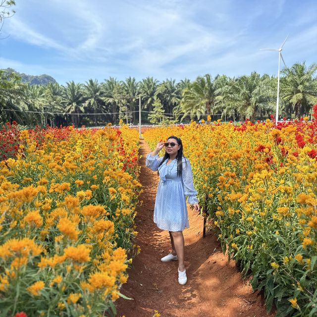 สวนดอกไม้ ไร่คุณอารียา @ กระบี่ 
