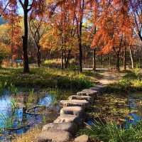 The View of Daegu Arboretum in Falling Season