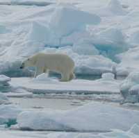 North Pole 90° unforgettable holiday
