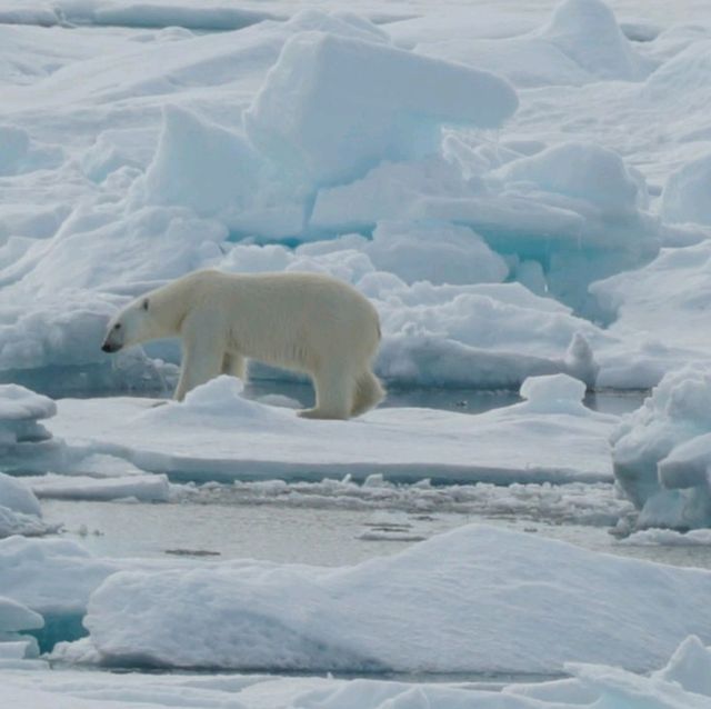 North Pole 90° unforgettable holiday