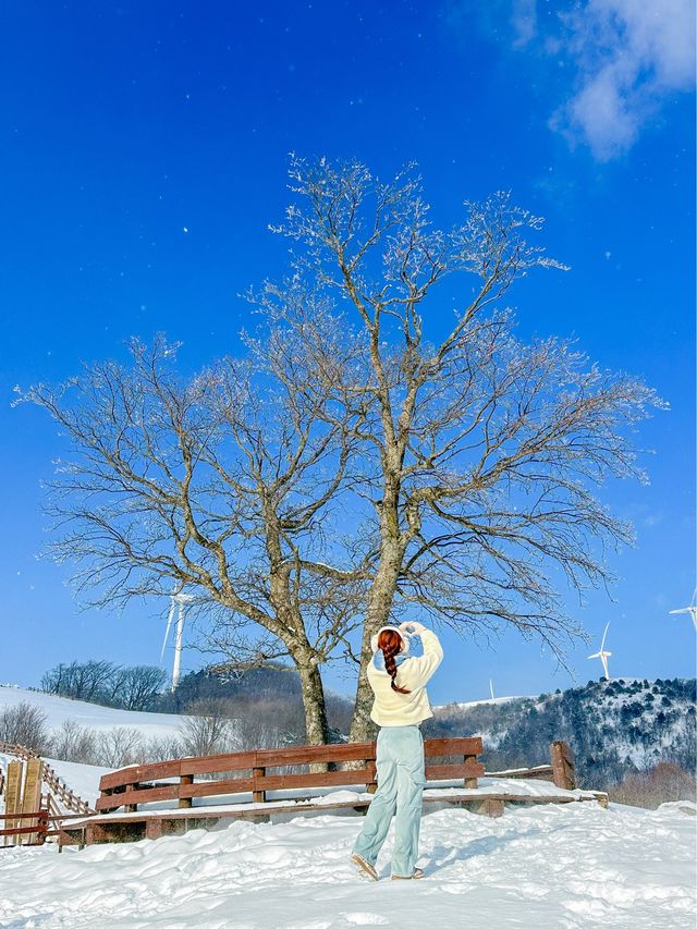 ❄️국내 눈오는날 바로 달려가야할 삼양라운드힐