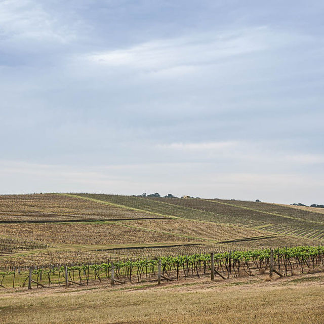 Sip wine & admire views at Hunter Valley