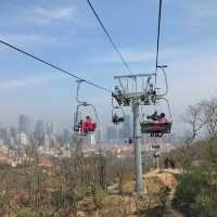 Cherry Blossom Splendor in Qingdao