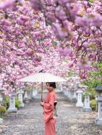 幾重にも重なった美しい花びらの遅咲きの桜🌸八重桜