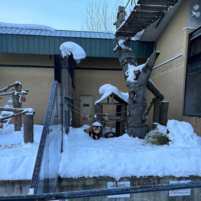 Asahiyama Zoo 