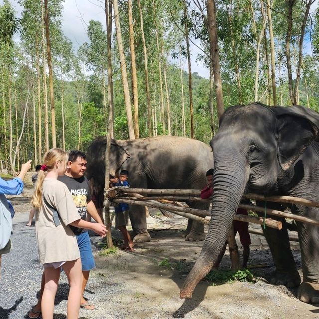 Elephant Care park Phuket