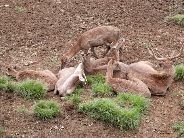 A visit to Bandung’s Serene Deer Park