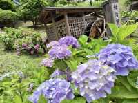 Yokosuka Iris Garden