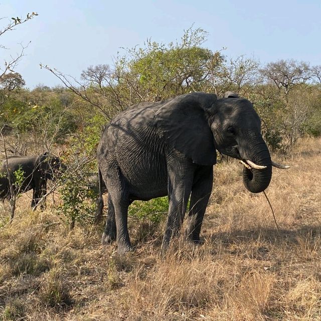 kruger safari 