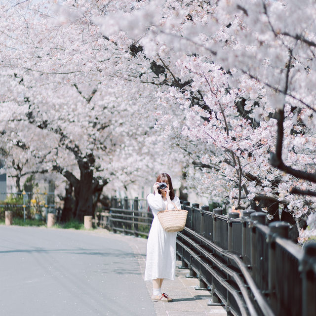 【神奈川】宿河原駅から徒歩2分の桜の名所🌸