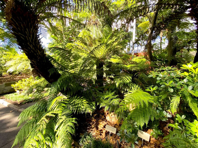 The Sydney Fernery