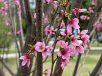 香港好去處．坐港鐵屯馬線去賞櫻(二)．馬鞍山恆明街  坐 #港鐵屯馬線 除了可以去天水圍公園賞櫻，還可以去 #馬鞍山 #恆明街休憩處 #賞櫻。  在 #恆安站 下車，經A出口步行約5分鐘便