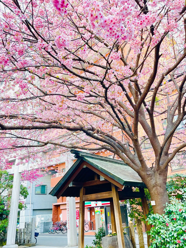 【藏前神社/東京都】ミモザと桜のコラボレーション