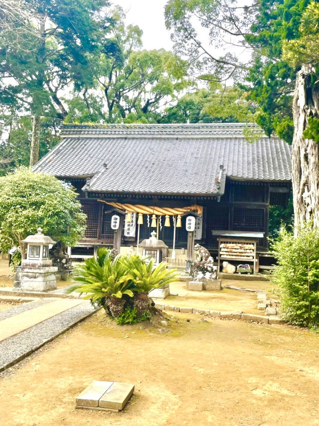 【川津来宮神社/静岡県】鮮やかな河津桜と大楠
