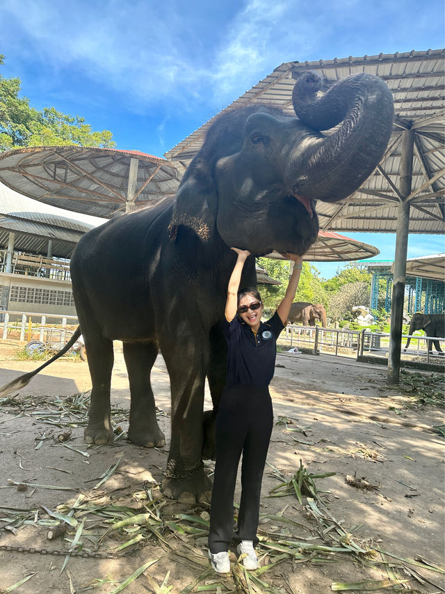 ขี่งวงช้าง ถ่ายรูปกับเสือ ชมโชว์จระเข้ที่พัทยา🐊
