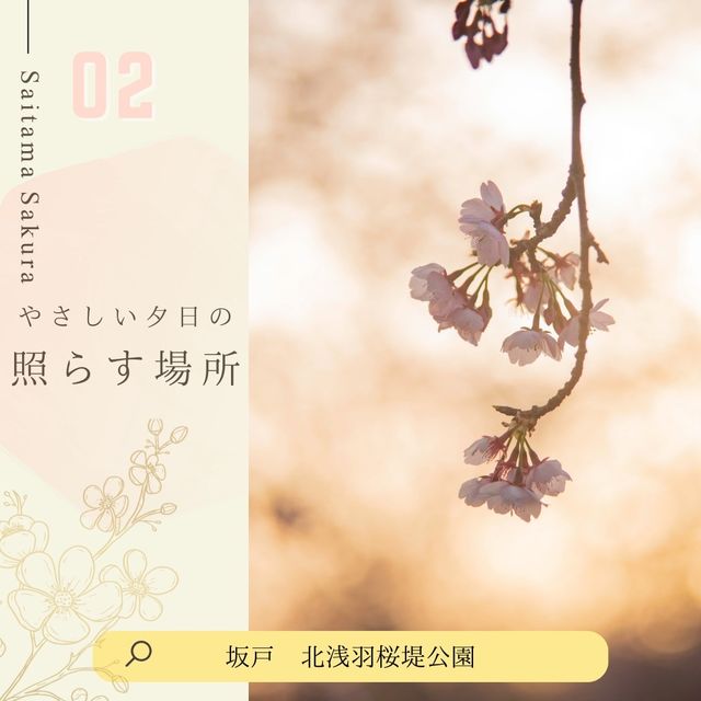 ドライブにおすすめ！埼玉桜散歩🚗🌸