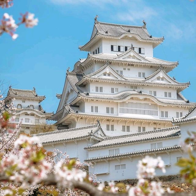 Cherry 🌸 blossoms in Himeji Castle