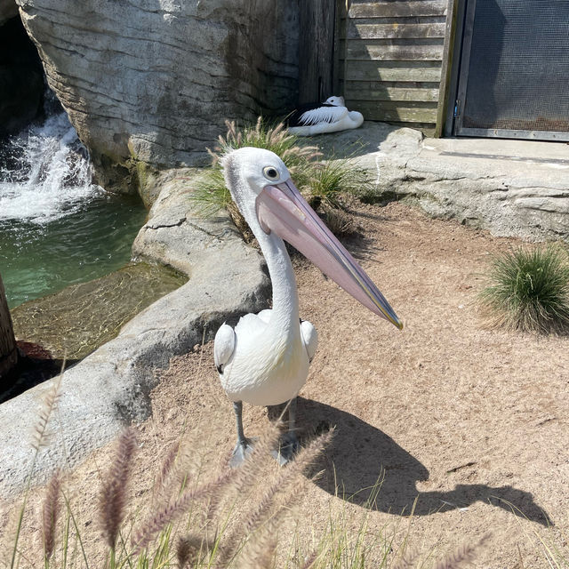 Taronga zoo Sydney