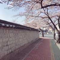 【慶州 佛國寺】世界文化遺產 賞櫻熱門地點🌸