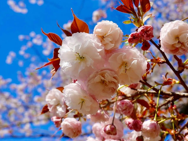 Cherry Blossoms Garden 