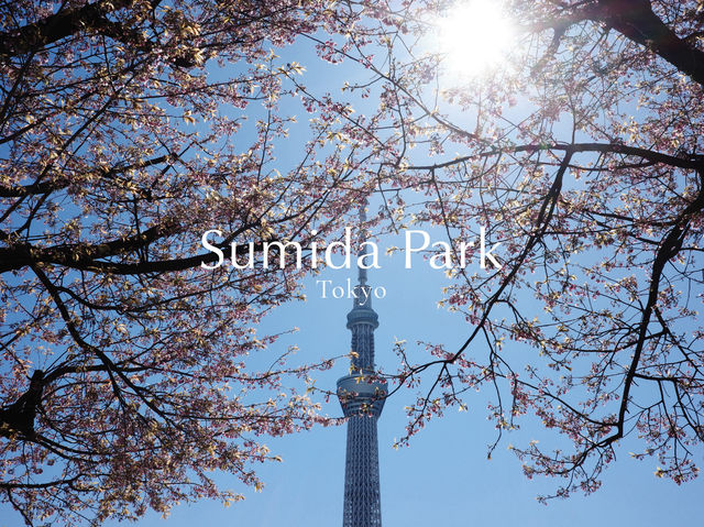 สถานการณ์ซากุระที่ Sumida Park