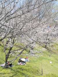 🇯🇵อัพเดต Kumamoto ซากุระบานแล้วน้า🌸