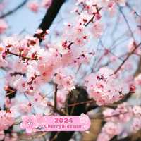 Yeouido Hangang Park in South Korea