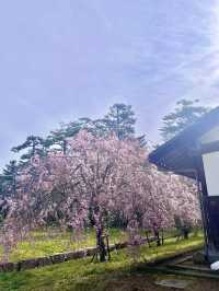 【島根　松江】お城まつり