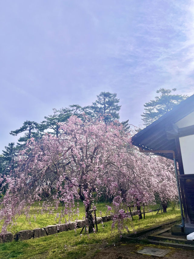 【島根　松江】お城まつり