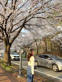 세상에서 가장 긴 벚꽃길🌸 대전 대청호 벚꽃길💡