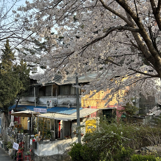 따뜻한 감성 가득한 성북구 봄 데이트 🌸