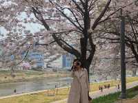 서울 벚꽃명소 지금이 절정! 안양천 벚꽃길🌸