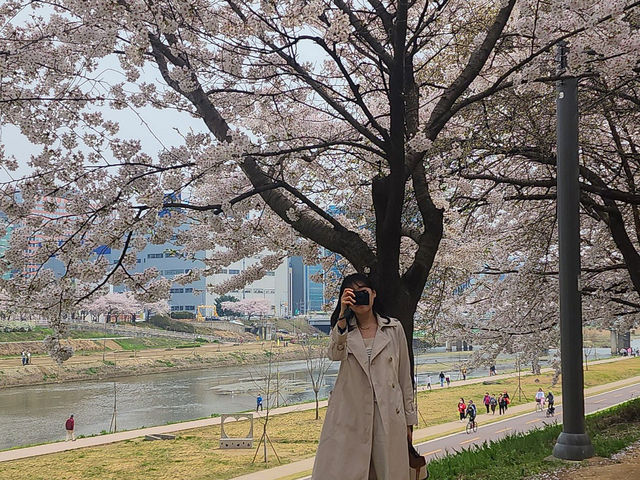 서울 벚꽃명소 지금이 절정! 안양천 벚꽃길🌸