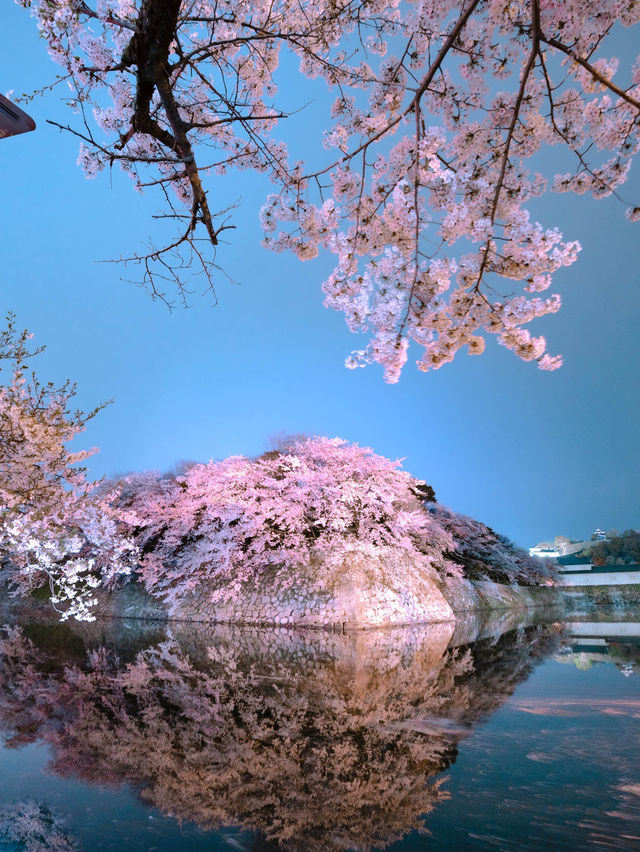 【関西に行くならココ！】関西の桜の名所紹介！🌸✨