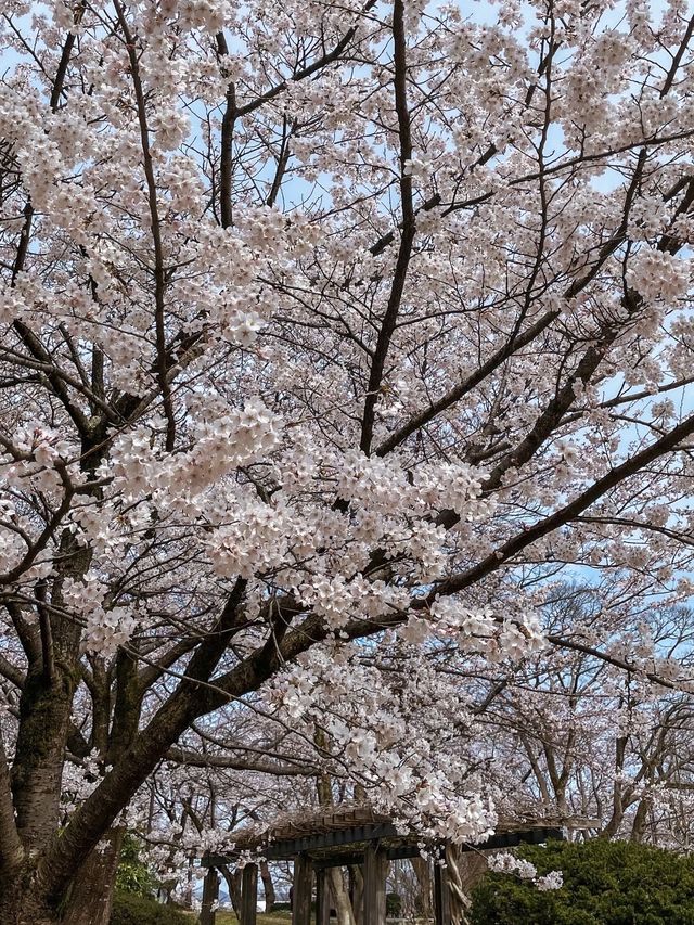 【富山】18種類1,800本もの桜が植えられている公園