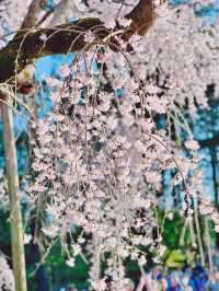 🌸Shinjuku Gyoen National Garden 